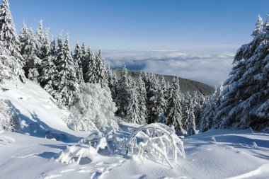 Bulgaristan 'ın Sofya Şehir Bölgesi, Vitosha Dağı' nın İnanılmaz Kış manzarası