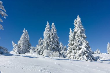 Bulgaristan 'ın Sofya Şehir Bölgesi, Vitosha Dağı' nın İnanılmaz Kış manzarası