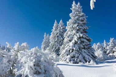 Bulgaristan 'ın Sofya Şehir Bölgesi, Vitosha Dağı' nın İnanılmaz Kış manzarası