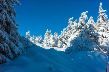Bulgaristan 'ın Sofya Şehir Bölgesi, Vitosha Dağı' nın İnanılmaz Kış manzarası