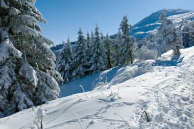 Bulgaristan 'ın Sofya Şehir Bölgesi, Vitosha Dağı' nın İnanılmaz Kış manzarası
