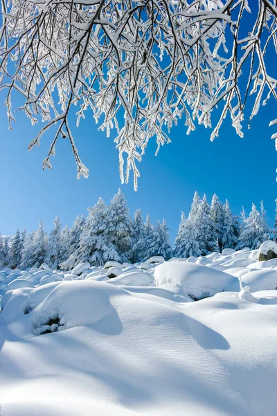 Paysage Hivernal Incroyable Montagne Vitosha Région Sofia Bulgarie — Photo