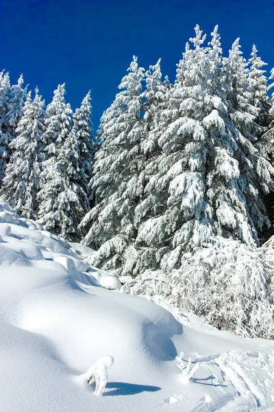 Paysage Hivernal Incroyable Montagne Vitosha Région Sofia Bulgarie — Photo