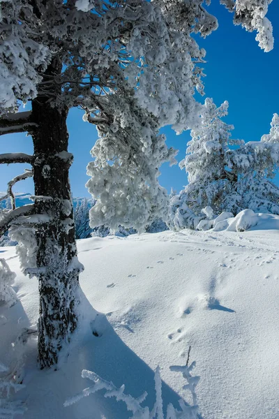 Paysage Hivernal Incroyable Montagne Vitosha Région Sofia Bulgarie — Photo