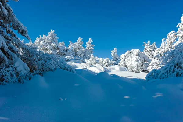Удивительный Зимний Пейзаж Горы Витоша Софийский Район Болгария — стоковое фото
