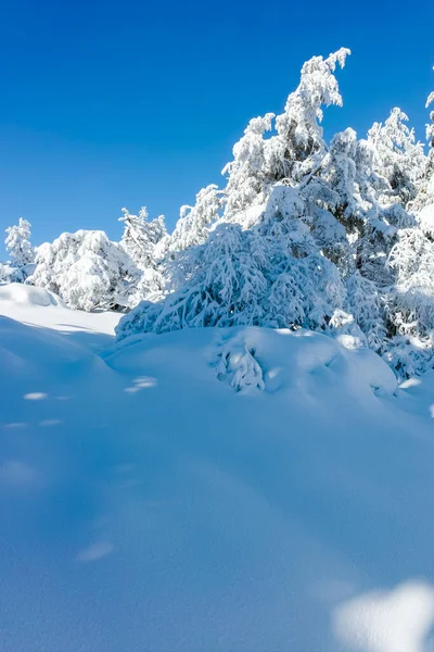 Paysage Hivernal Incroyable Montagne Vitosha Région Sofia Bulgarie — Photo