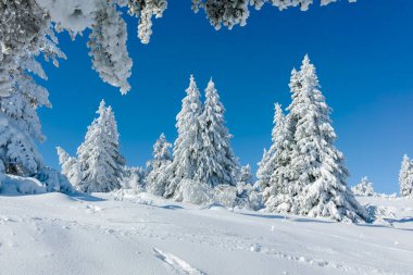 Bulgaristan 'ın Sofya Şehir Bölgesi, Vitosha Dağı' nın İnanılmaz Kış manzarası