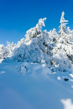Bulgaristan 'ın Sofya Şehir Bölgesi, Vitosha Dağı' nın İnanılmaz Kış manzarası