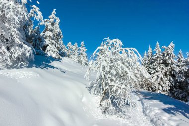 Bulgaristan 'ın Sofya Şehir Bölgesi, Vitosha Dağı' nın İnanılmaz Kış manzarası