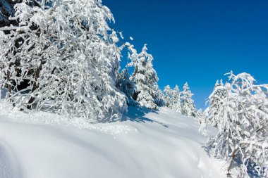 Bulgaristan 'ın Sofya Şehir Bölgesi, Vitosha Dağı' nın İnanılmaz Kış manzarası