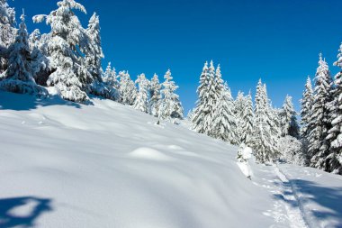 Bulgaristan 'ın Sofya Şehir Bölgesi, Vitosha Dağı' nın İnanılmaz Kış manzarası
