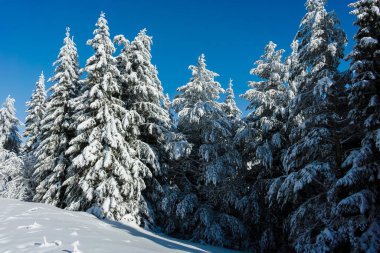 Bulgaristan 'ın Sofya Şehir Bölgesi, Vitosha Dağı' nın İnanılmaz Kış manzarası