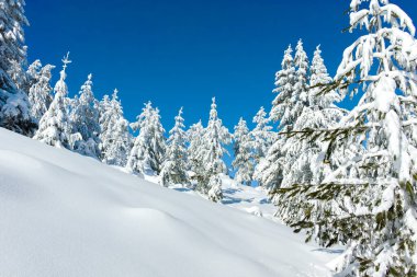 Bulgaristan 'ın Sofya Şehir Bölgesi, Vitosha Dağı' nın İnanılmaz Kış manzarası