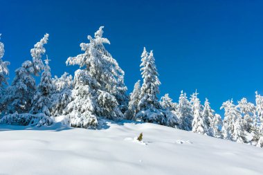 Bulgaristan 'ın Sofya Şehir Bölgesi, Vitosha Dağı' nın İnanılmaz Kış manzarası