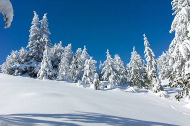 Bulgaristan 'ın Sofya Şehir Bölgesi, Vitosha Dağı' nın İnanılmaz Kış manzarası
