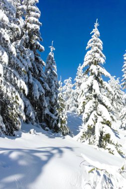 Bulgaristan 'ın Sofya Şehir Bölgesi, Vitosha Dağı' nın İnanılmaz Kış manzarası