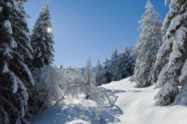 Bulgaristan 'ın Sofya Şehir Bölgesi, Vitosha Dağı' nın İnanılmaz Kış manzarası