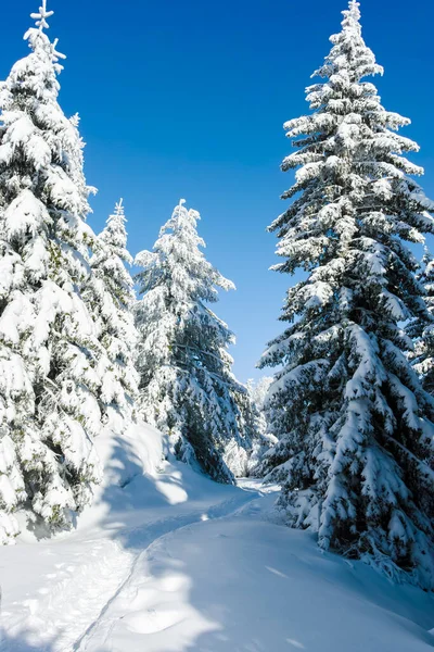 Paysage Hivernal Incroyable Montagne Vitosha Région Sofia Bulgarie — Photo