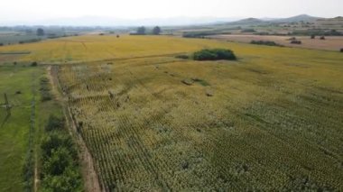 Bulgaristan 'ın Pazardzhik bölgesindeki Boshulya köyünün hava manzaralı ayçiçeği manzarası