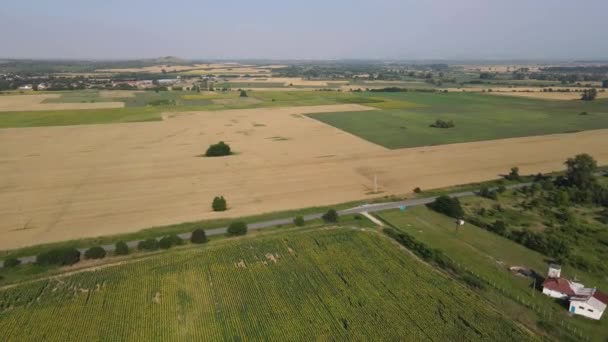 Letecký Pohled Krajinu Slunečnice Pole Vesnice Boshulya Pazardzhik Region Bulharsko — Stock video