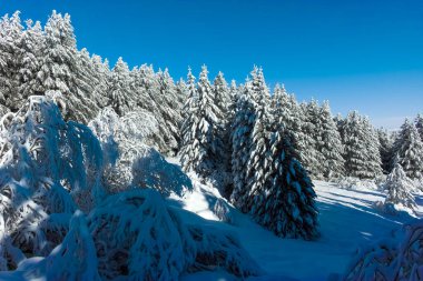 Bulgaristan 'ın Sofya Şehir Bölgesi' ndeki Vitosha Dağı 'nın muhteşem kış manzarası