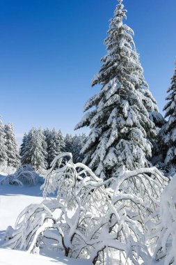 Bulgaristan 'ın Sofya Şehir Bölgesi' ndeki Vitosha Dağı 'nın muhteşem kış manzarası