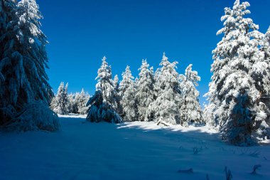 Bulgaristan 'ın Sofya Şehir Bölgesi' ndeki Vitosha Dağı 'nın muhteşem kış manzarası