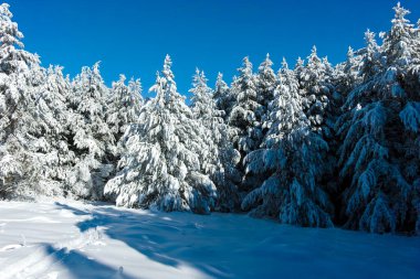 Bulgaristan 'ın Sofya Şehir Bölgesi' ndeki Vitosha Dağı 'nın muhteşem kış manzarası