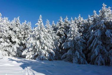 Bulgaristan 'ın Sofya Şehir Bölgesi' ndeki Vitosha Dağı 'nın muhteşem kış manzarası