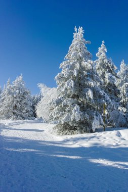 Bulgaristan 'ın Sofya Şehir Bölgesi' ndeki Vitosha Dağı 'nın muhteşem kış manzarası