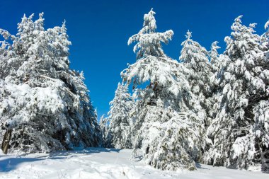 Bulgaristan 'ın Sofya Şehir Bölgesi' ndeki Vitosha Dağı 'nın muhteşem kış manzarası