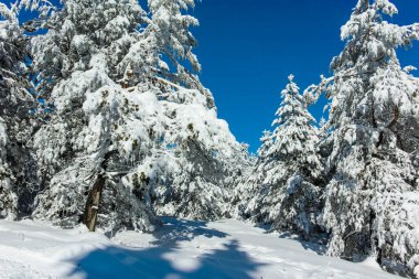 Bulgaristan 'ın Sofya Şehir Bölgesi' ndeki Vitosha Dağı 'nın muhteşem kış manzarası