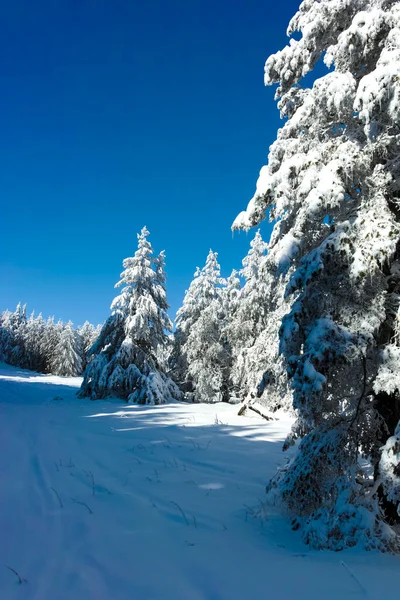 ブルガリア ソフィア市ヴィトシャ山の素晴らしい冬の景色 — ストック写真