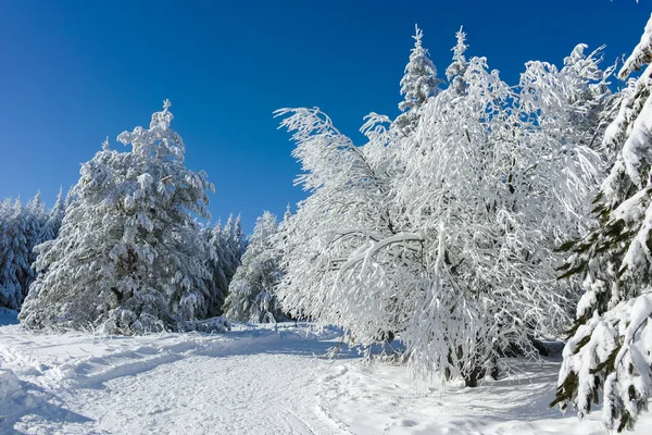 Amazing Winter View Vitosha Mountain Sofia City Region Bulgaria — Stock Photo, Image