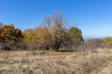 Bulgaristan 'ın Pernik Bölgesi Golemi zirvesi yakınlarındaki Erul dağının şaşırtıcı sonbahar manzarası