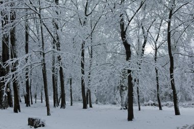 Bulgaristan 'ın Sofya kentindeki South Park' ın şaşırtıcı kış manzarası
