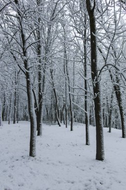 Bulgaristan 'ın Sofya kentindeki South Park' ın şaşırtıcı kış manzarası