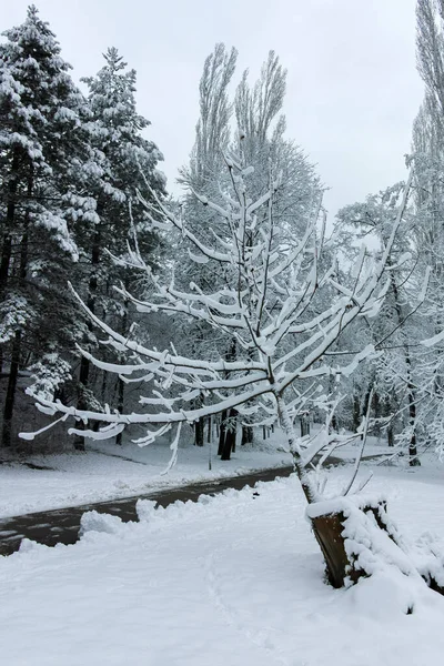 Fantastisk Vinter Utsikt Över South Park Staden Sofia Bulgarien — Stockfoto