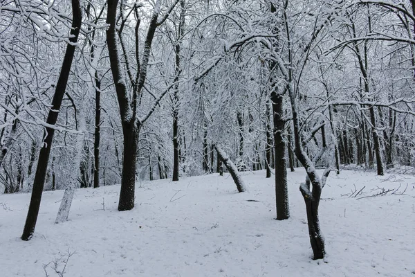 保加利亚索菲亚市南部公园令人惊奇的冬季景色 — 图库照片