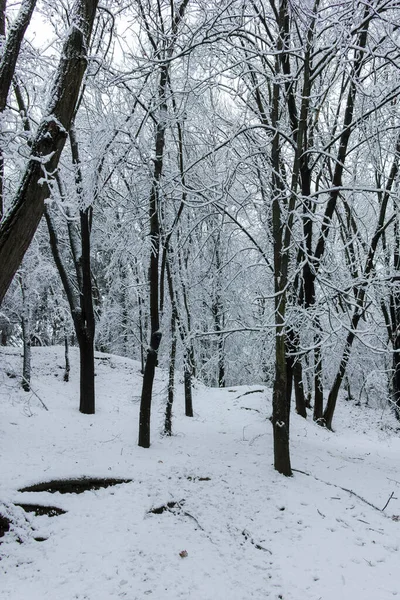 Amazing Winter View South Park City Sofia Bulgaria — Stock Photo, Image