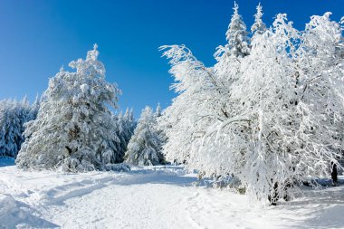 Bulgaristan 'ın Sofya Şehir Bölgesi, Vitosha Dağı' nın İnanılmaz Kış manzarası