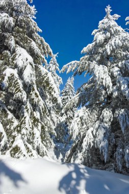 Bulgaristan 'ın Sofya Şehir Bölgesi, Vitosha Dağı' nın İnanılmaz Kış manzarası