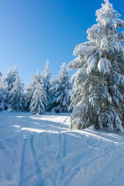 Bulgaristan 'ın Sofya Şehir Bölgesi, Vitosha Dağı' nın İnanılmaz Kış manzarası
