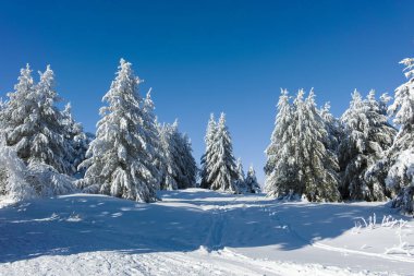 Bulgaristan 'ın Sofya Şehir Bölgesi, Vitosha Dağı' nın İnanılmaz Kış manzarası