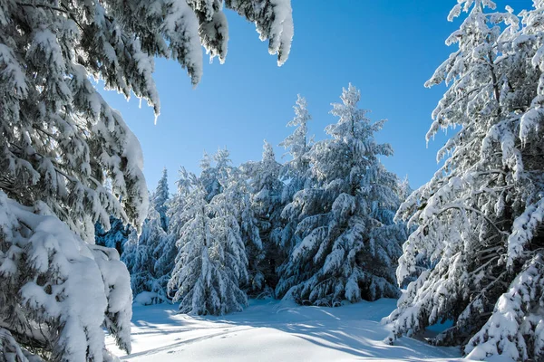 Amazing Winter Landscape Vitosha Mountain Sofia City Region Bulgaria — Stock Photo, Image