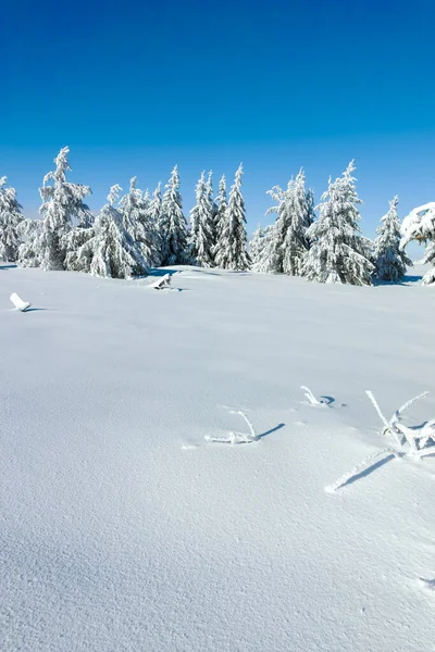 Bulgaristan 'ın Sofya Şehir Bölgesi, Vitosha Dağı' nın İnanılmaz Kış manzarası