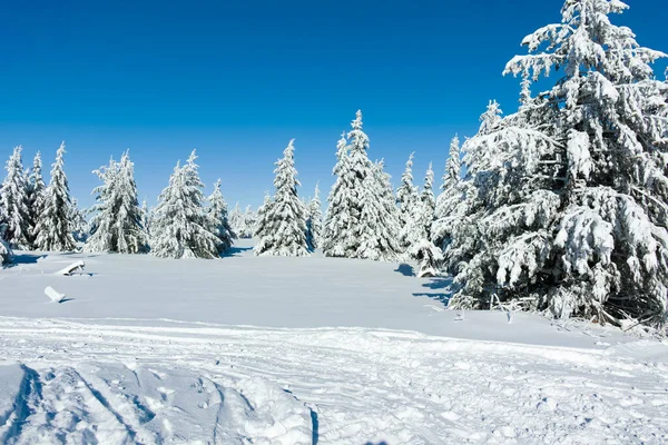 Bulgaristan 'ın Sofya Şehir Bölgesi, Vitosha Dağı' nın İnanılmaz Kış manzarası