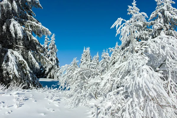 Erstaunliche Winterlandschaft Des Vitosha Gebirges Stadtgebiet Sofia Bulgarien Stockbild