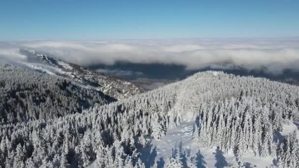 Vedere Aeriană Iarnă Muntelui Vitosha Regiunea Orașului Sofia Bulgaria — Videoclip de stoc