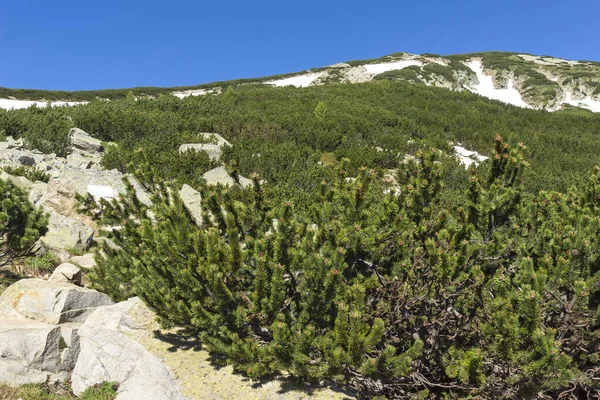 Fantastisk Sommar Landskap Pirin Mountain Nära Popovo Lake Bulgarien — Stockfoto